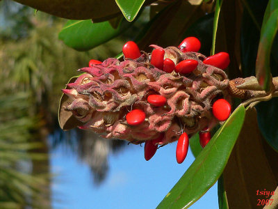 Magnolia Seed Cone