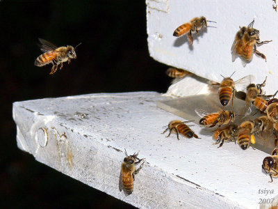 Honey bee Apis mellifera