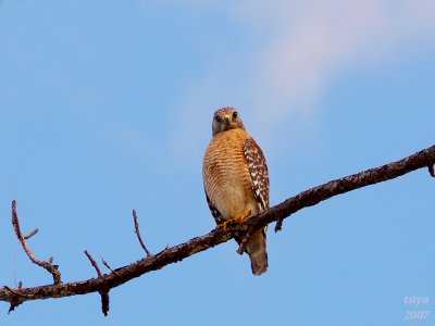 Red-shouldered Hawk  Buteo lineatus