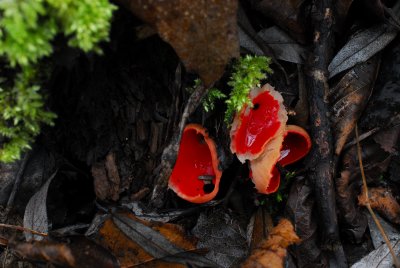 DSC_0073.jpg