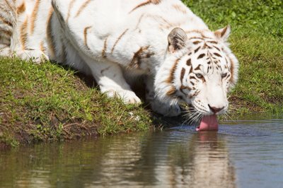 Thirsty White Tiger