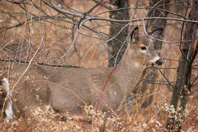 Doe in Brush