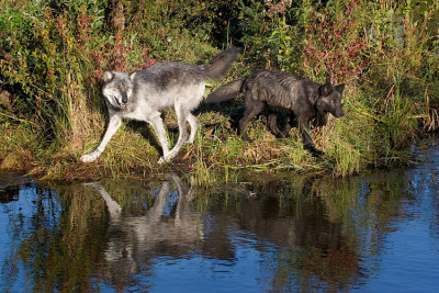 Gray and Black Wolves