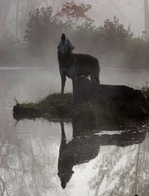 Howling in the Fog