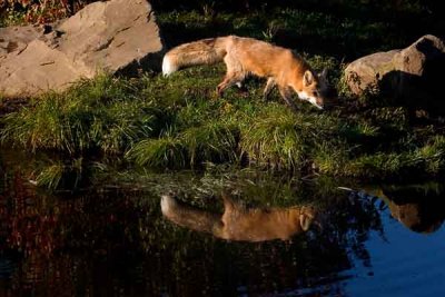 Red Fox Reflects