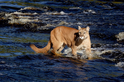 River Cougar