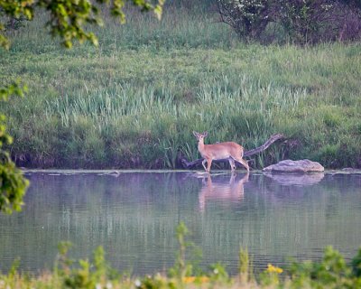 Deer in Pond