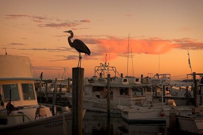 Sunset Heron Harbor