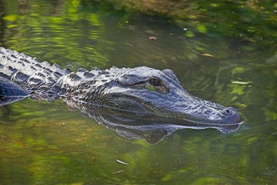 Gator Swimming by