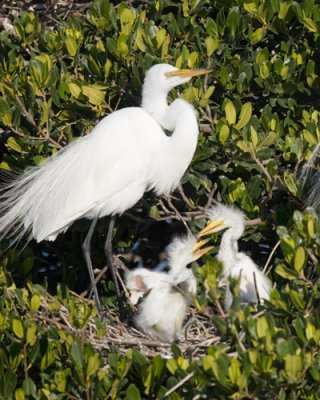 Great Egret w Chicks Sparring