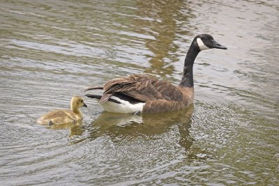 Gosling Swimming with Mom