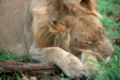 Lion Asleep