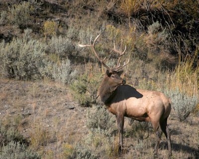 Elk Bull on Slope