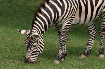 Zebra Grazing