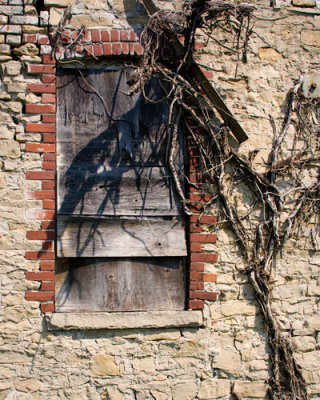 Window and Dead Vine