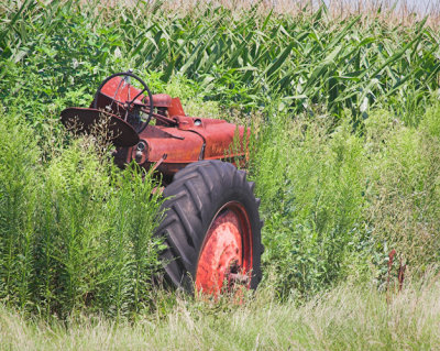 Rusty Tractor beside Corn