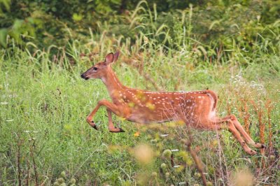 Fawn Running for Cover