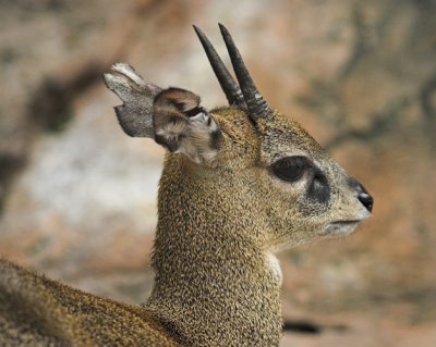 Klipspringer