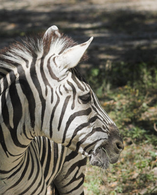 Zebra Portrait