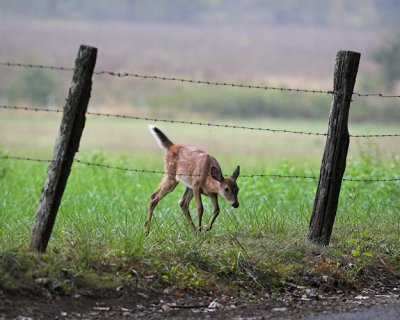 Fawn Duckin' Under Fence