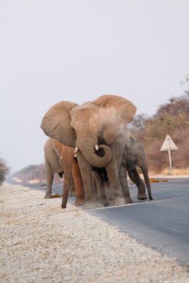 Meeting elephants in Namibia