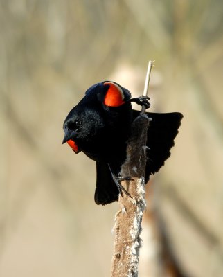 Suspicious Redwing