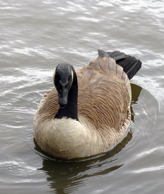 Obligatory Canada Goose Shot