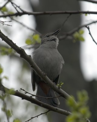 Catbird