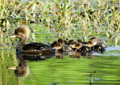 Hooded Merganser Family