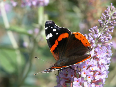 Red Admiral