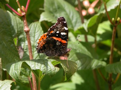 Red Admiral Side View