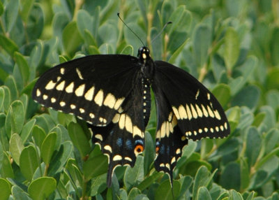 Black Swallowtail