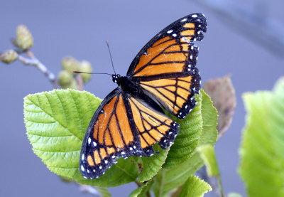 Viceroy (top view).