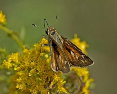 Sachem Skipper