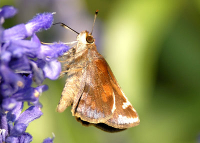 Zabulon Skipper Female