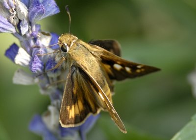 Zabulon Skipper Female (Top view)