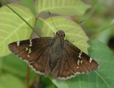 Southern Cloudywing
