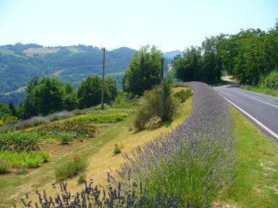 Strada della Lavanda (Lavender Road), Tuscany