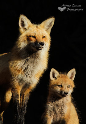 Family Portrait, Red fox, Renard roux (Vulpes vulpes)