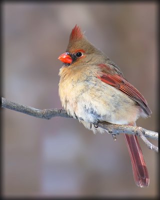 cardinal 2.jpg