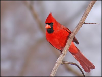 cardinal8.jpg