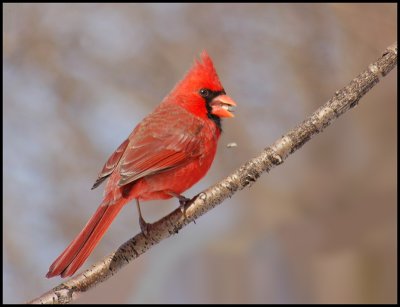 cardinal 10.jpg