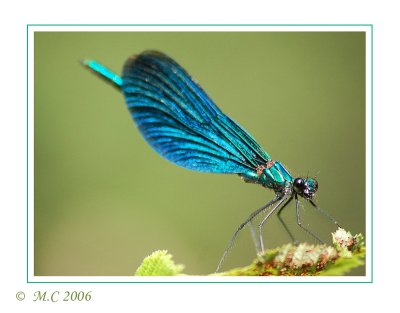dragonfly 4.jpg