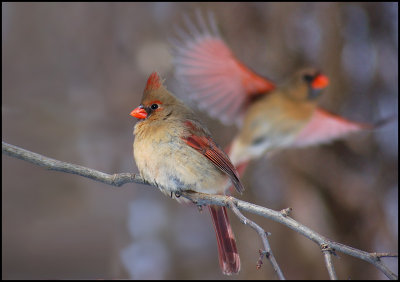 cardinals f.jpg