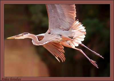 Great blue heron (Ardea herodias).jpg