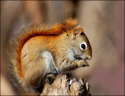 North American red squirrel (Tamiasciurus hudsonicus ).jpg