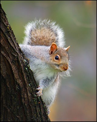 Eastern gray squirrel (Sciurus carolinensis).jpg