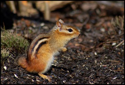 Eastern Chipmunk (Tamias striatus).jpg