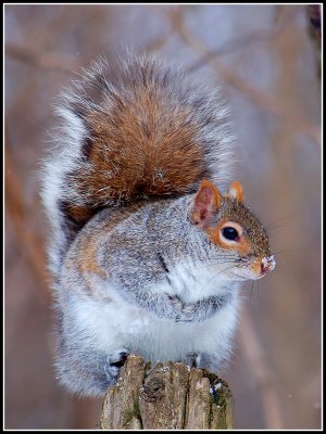 Eastern gray squirrel (Sciurus carolinensis)