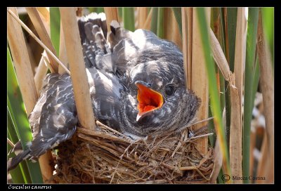 Common Cuckoo, Coucou gris (Cuculus canorus).jpg